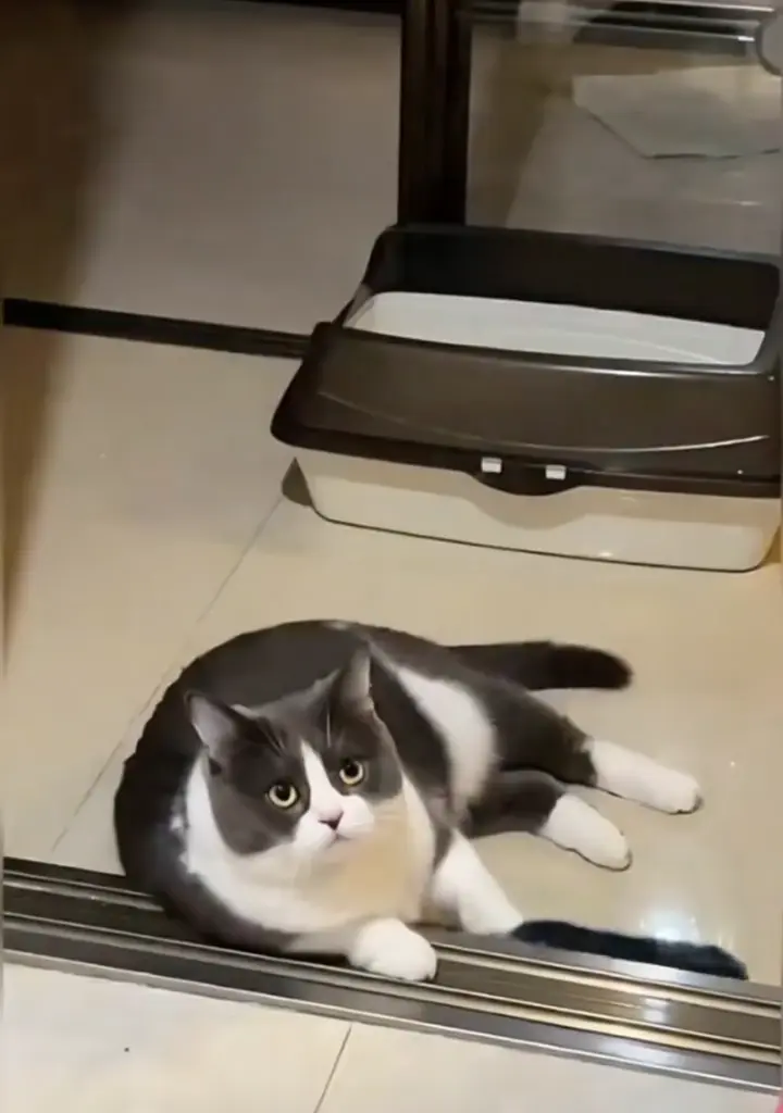 Cat police