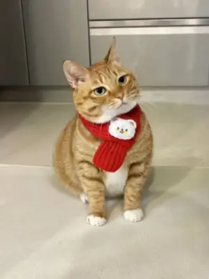 Cats drinking beverages