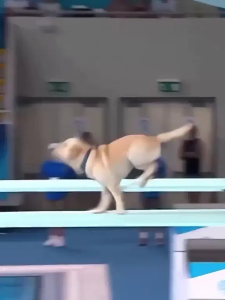 Dogs participate in the Olympics